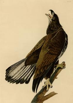 John James Audubon : White headed eagle, plate 126